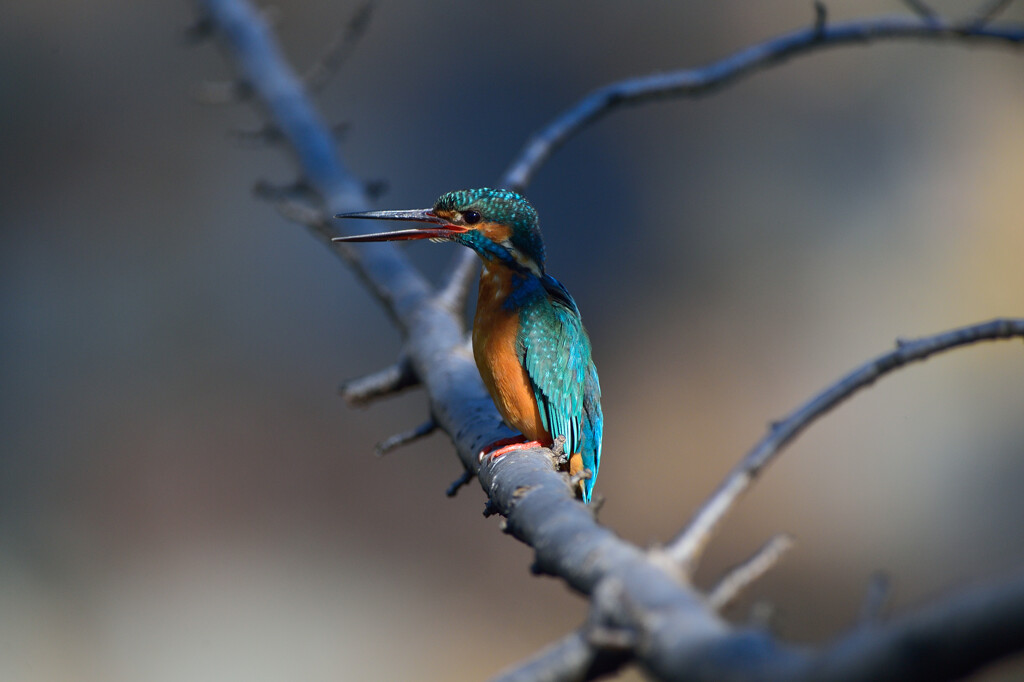DSC_1182