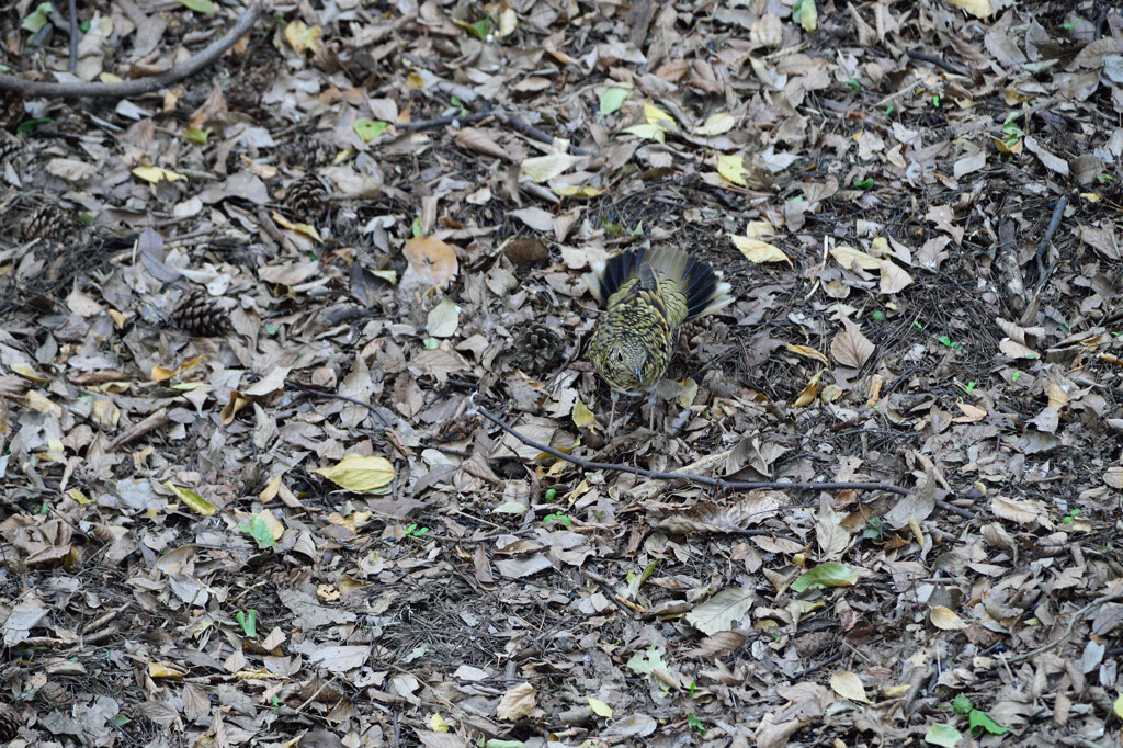 DSC_0522