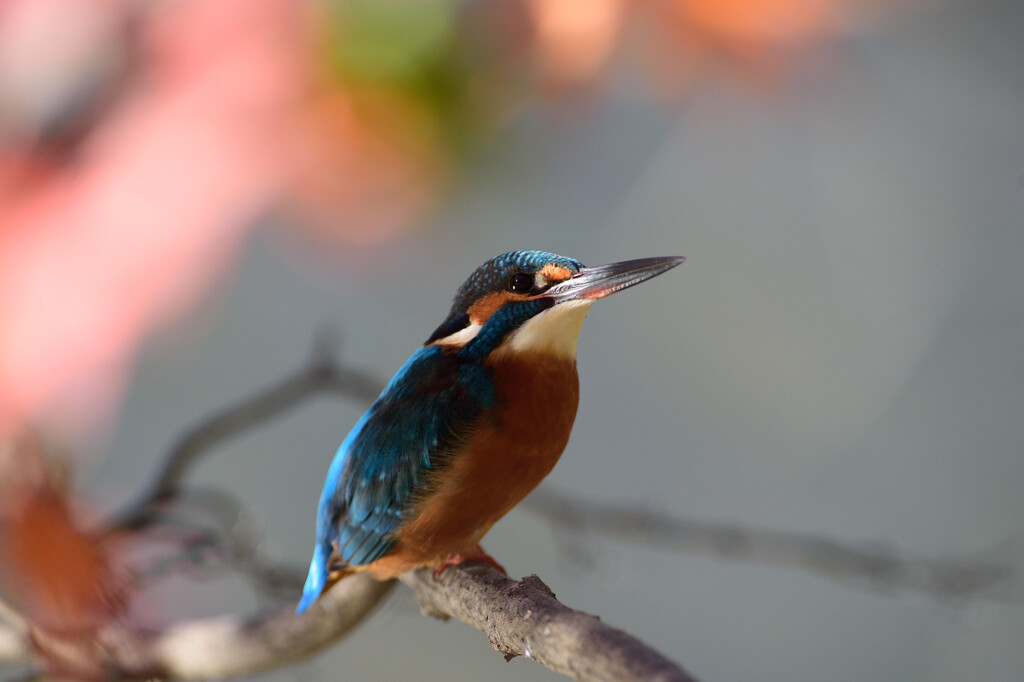 DSC_1081