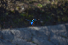 DSC_0627