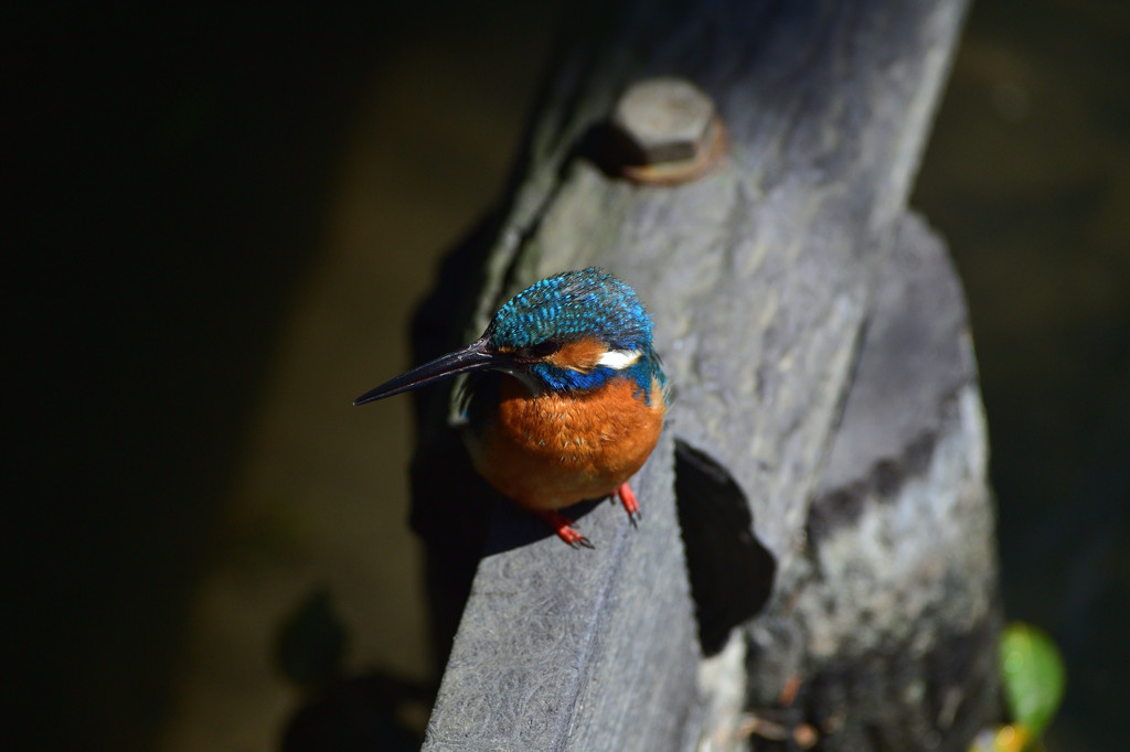 DSC_0886