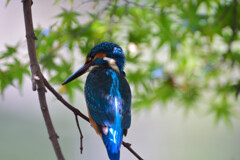 DSC_3117