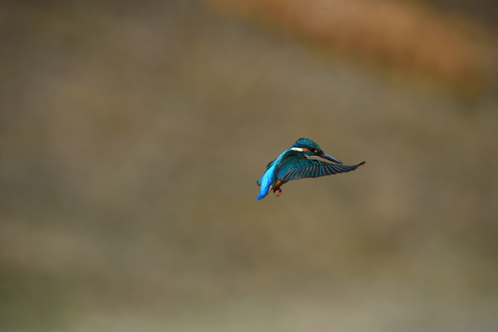 DSC_0971