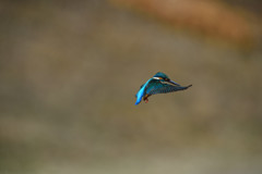 DSC_0971