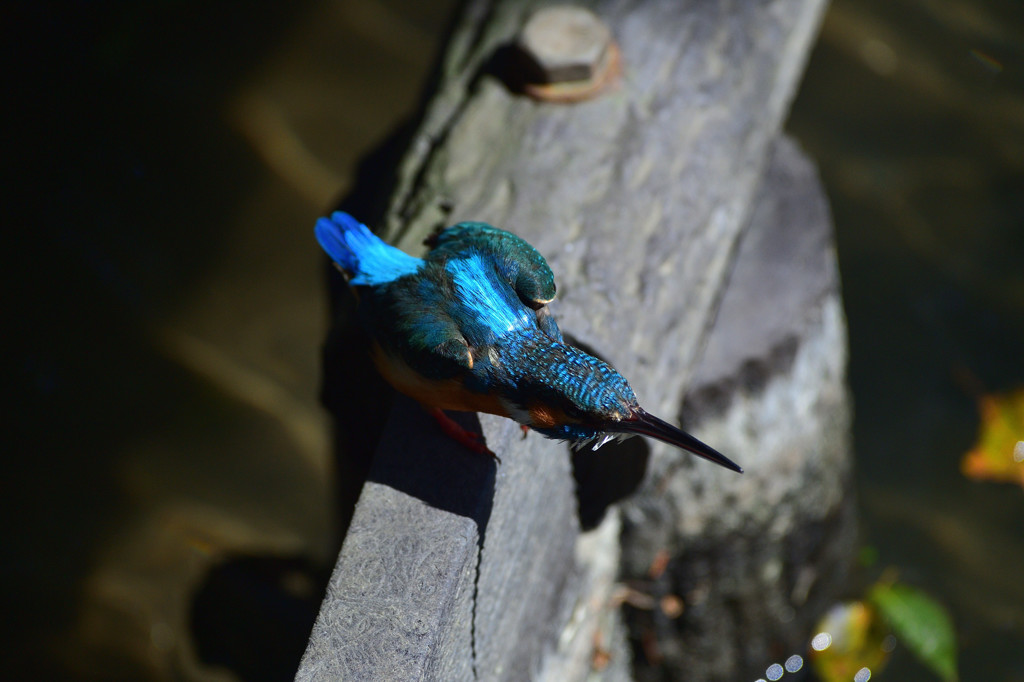 DSC_0905