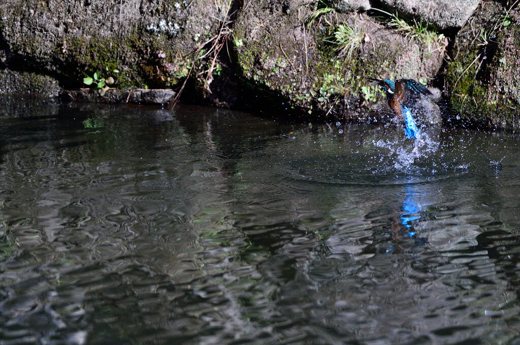 DSC_0339