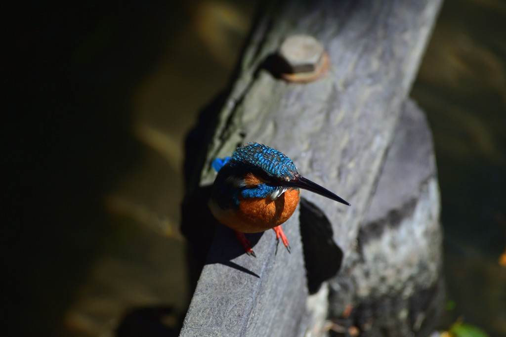 DSC_0904