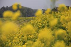 江戸川菜の花畑