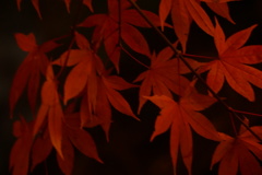 夜の紅葉