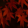 夜の紅葉