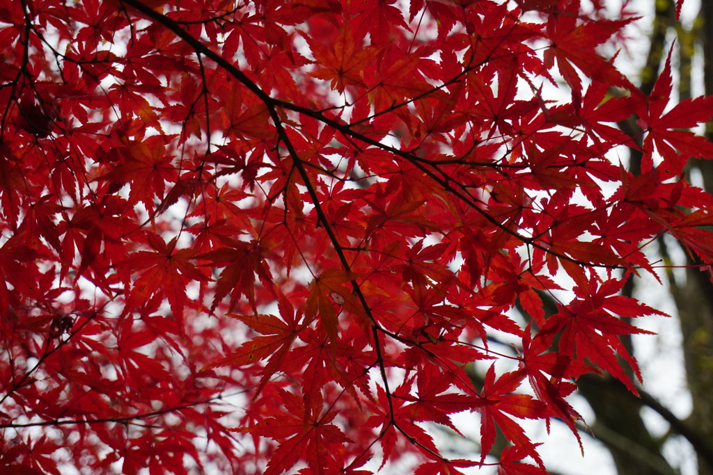紅葉