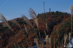 秋らしい