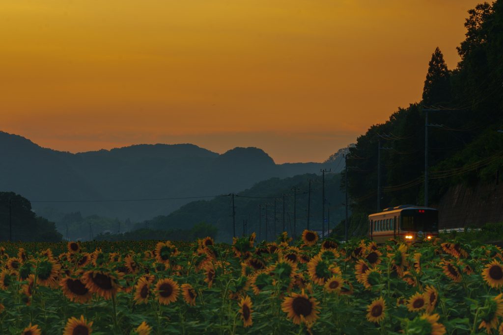 夕焼けのひまわり畑