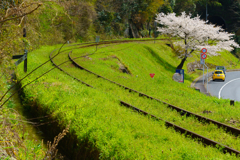 因美線の桜③