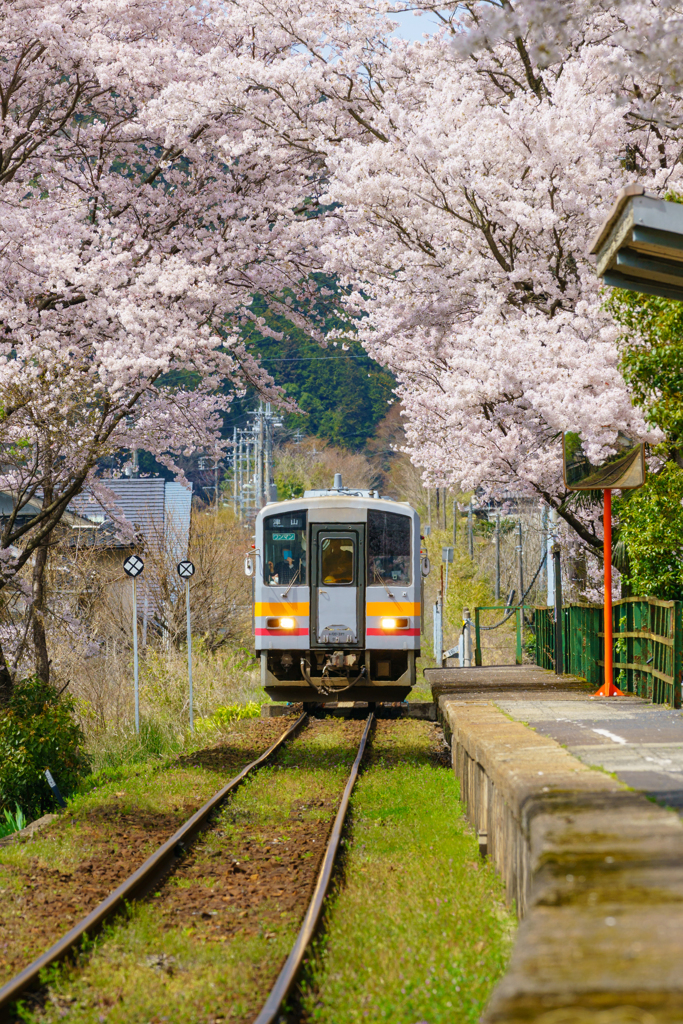 因美線の桜②