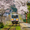 因美線の桜②