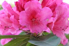 セイヨウシャクナゲ