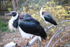 動物公園にいた鳥