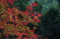 雨の紅葉