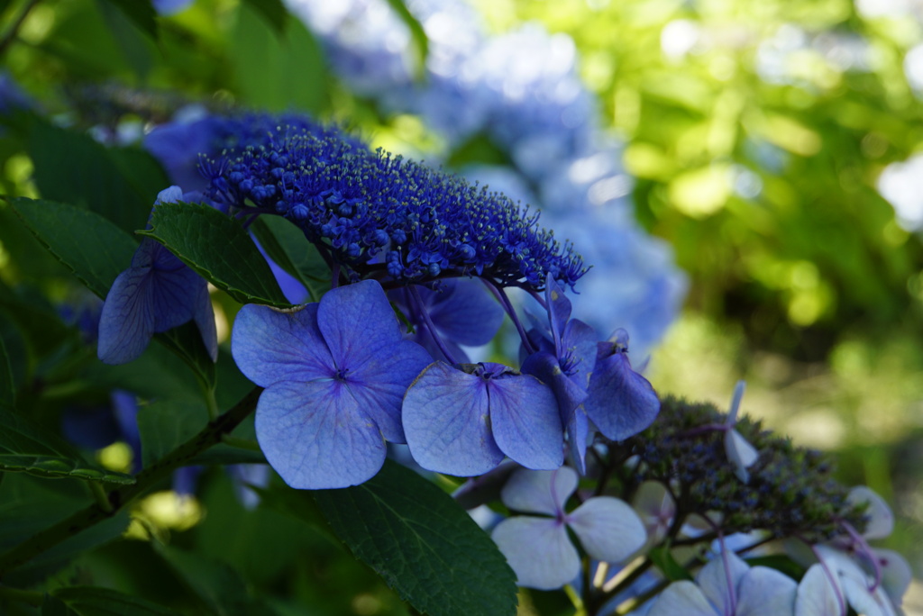 紫陽花