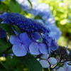 紫陽花