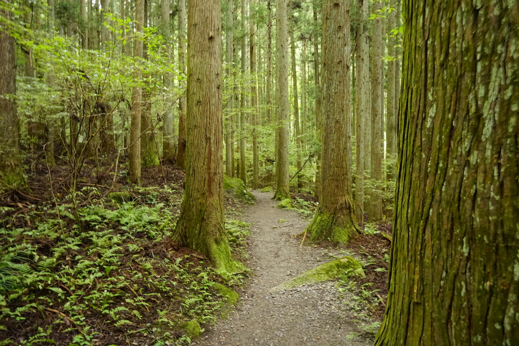 御岩山参道
