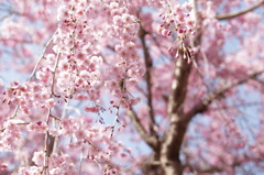 垂れ桜