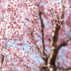 垂れ桜