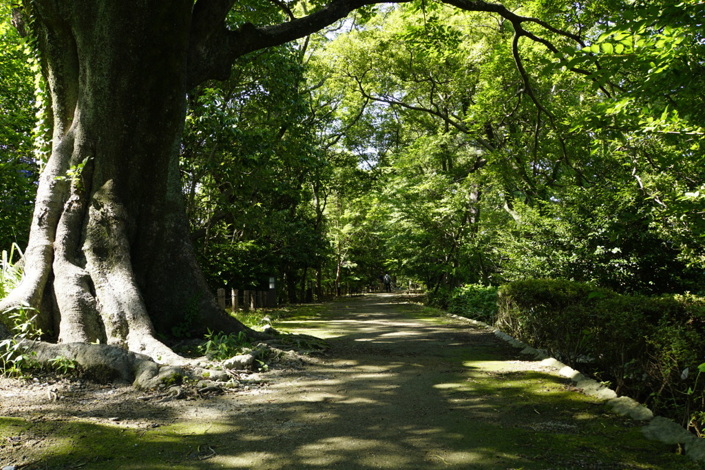 新緑の散歩道