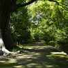 新緑の散歩道