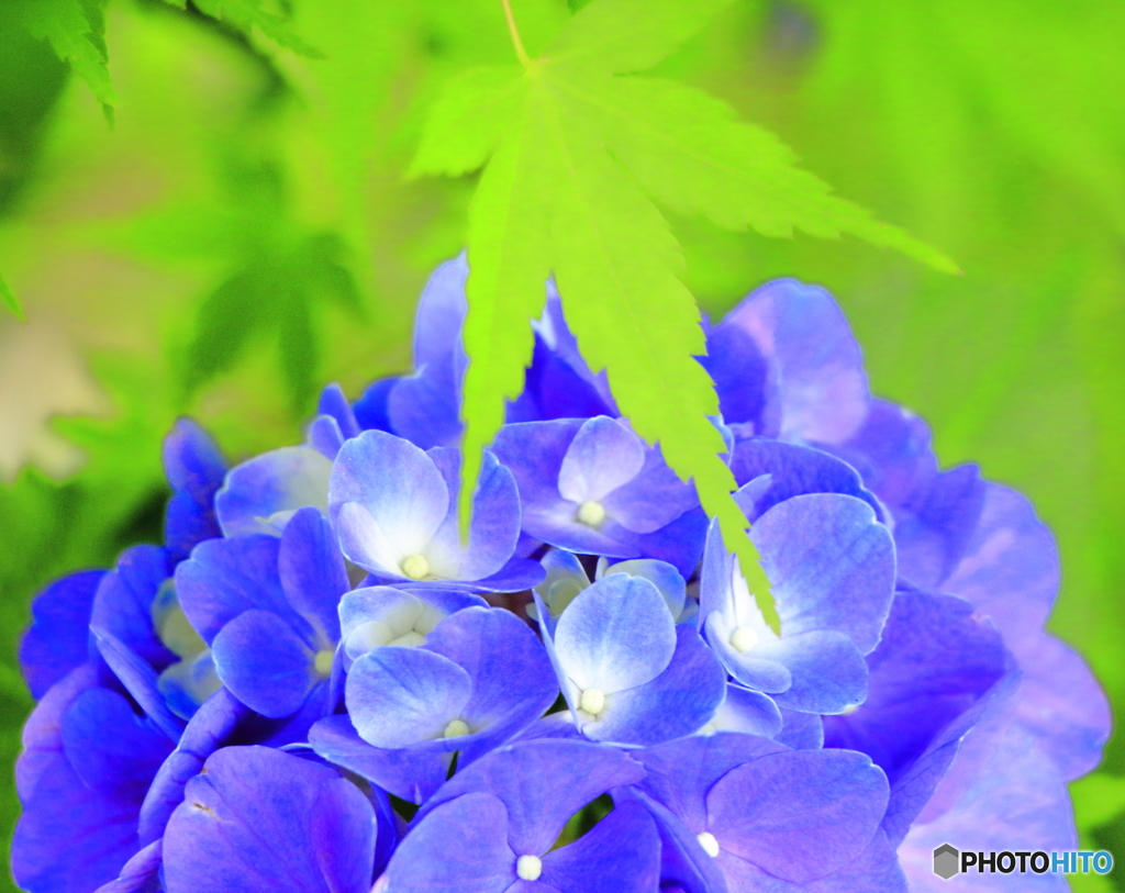 紫陽花と椛の葉