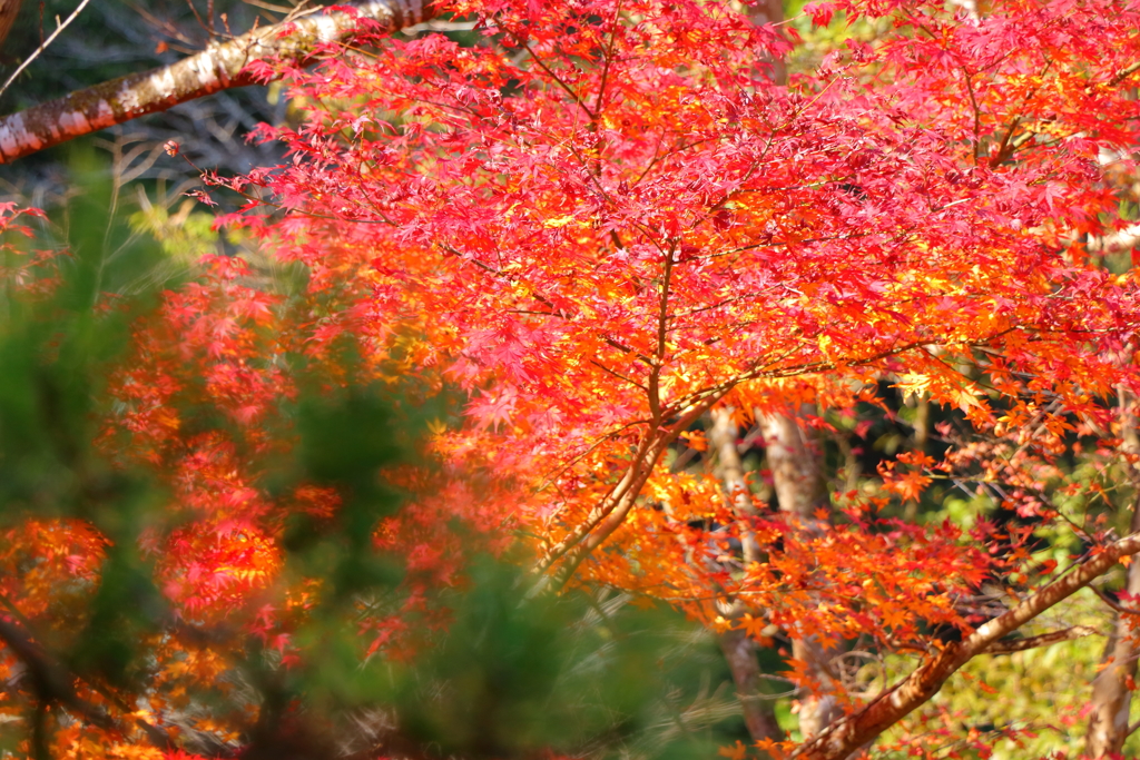 紅葉