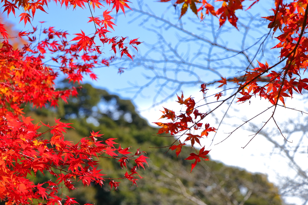 紅葉