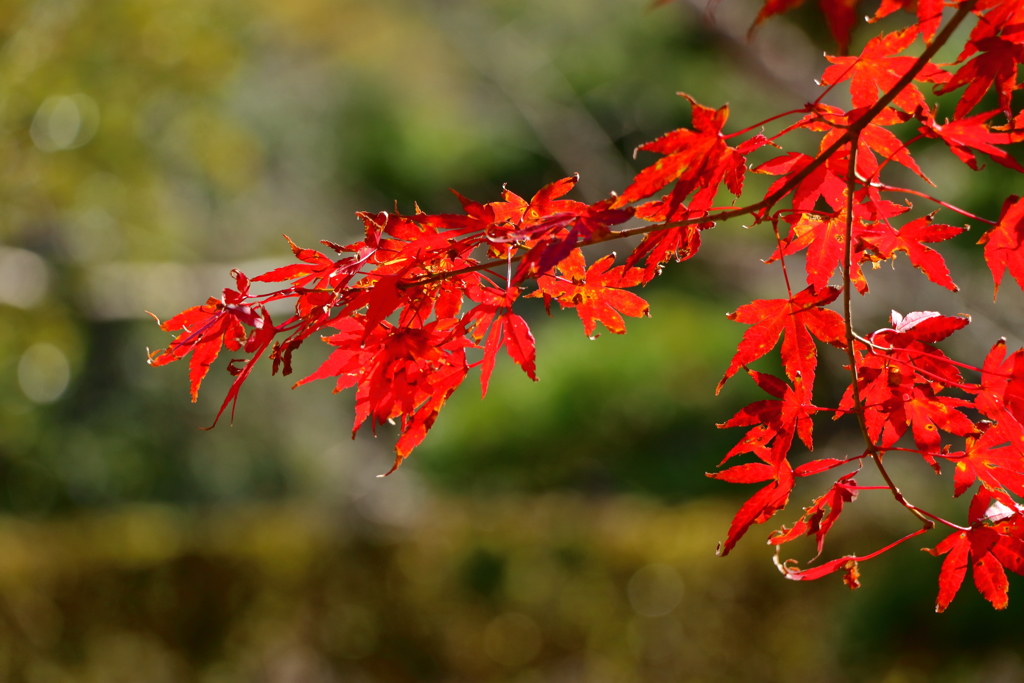 紅葉