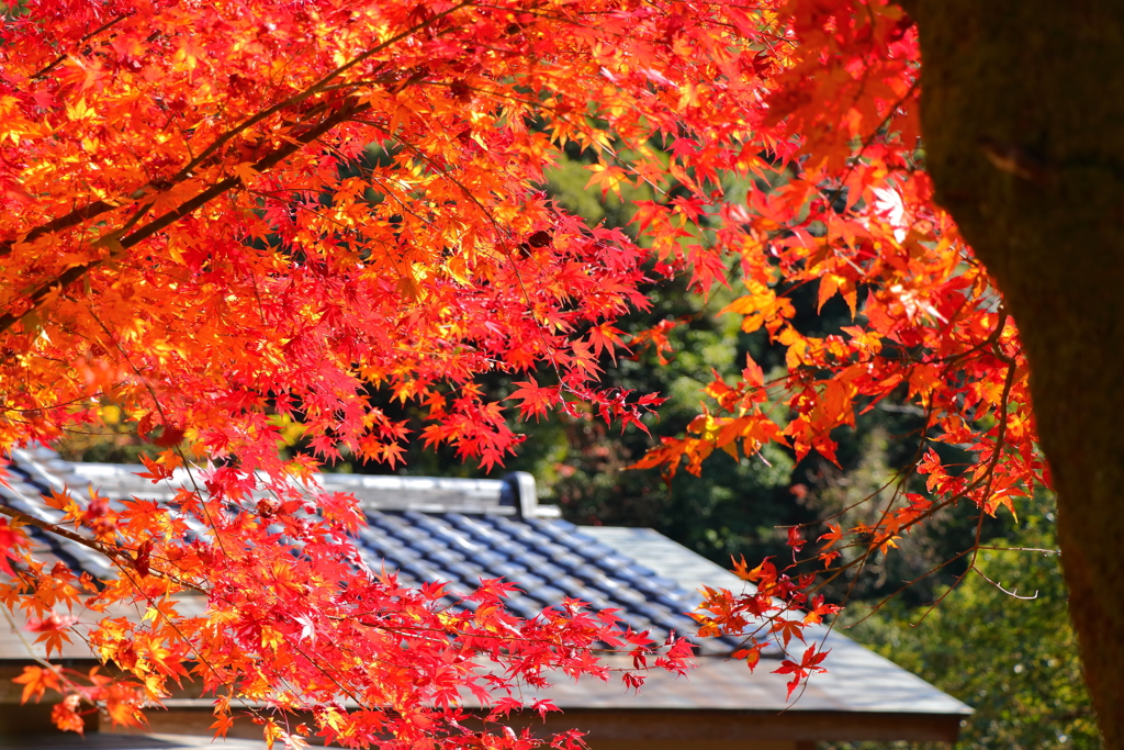 紅葉