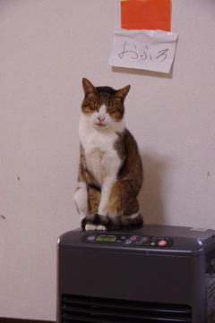ほっといて―