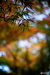 Bamboo leaves