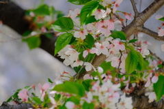 葉桜