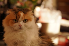 我が家の猫