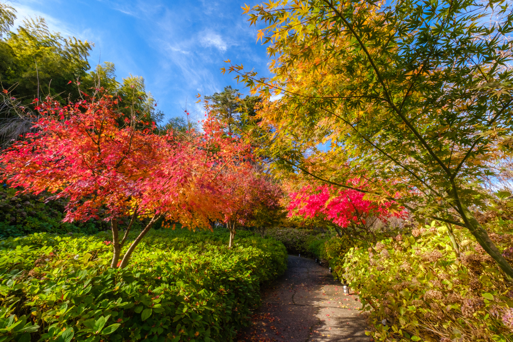 アジサイ寺の紅葉