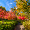 アジサイ寺の紅葉