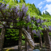 青い空、白い雲、そして藤の花