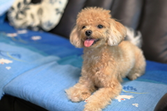 コロン