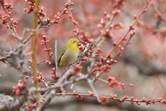 大阪城梅林で出会った野鳥①