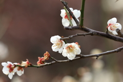 apricot