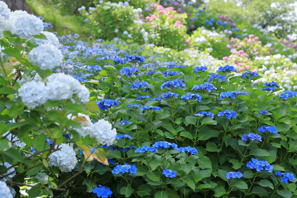 小田原城の紫陽花