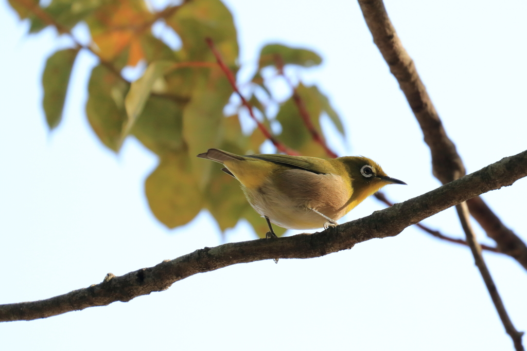 今日出会った野鳥④