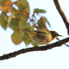 今日出会った野鳥④