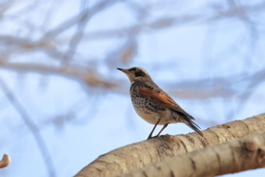 今日出会った野鳥③