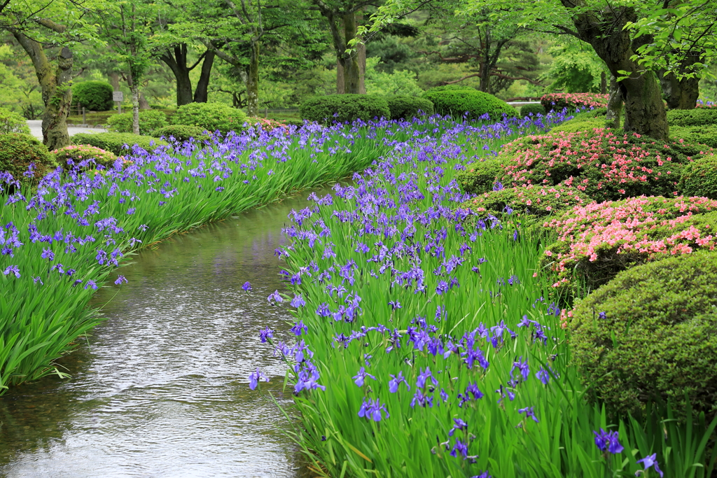 花菖蒲